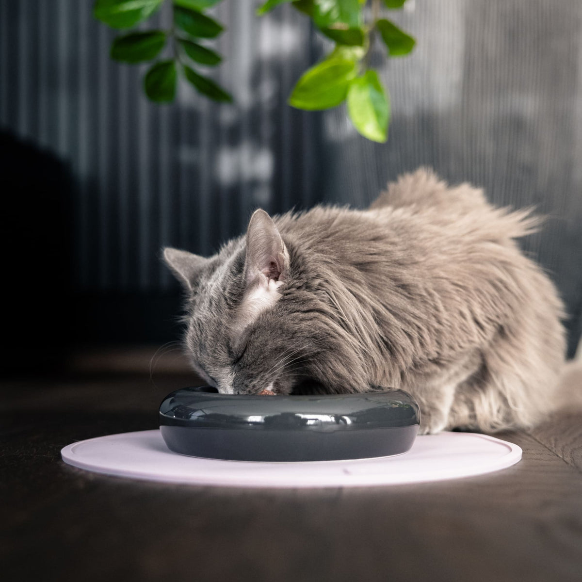 Un chat mangeant dans le bol pour chat DROP en noir brillant – ambiance chaleureuse avec plante.
