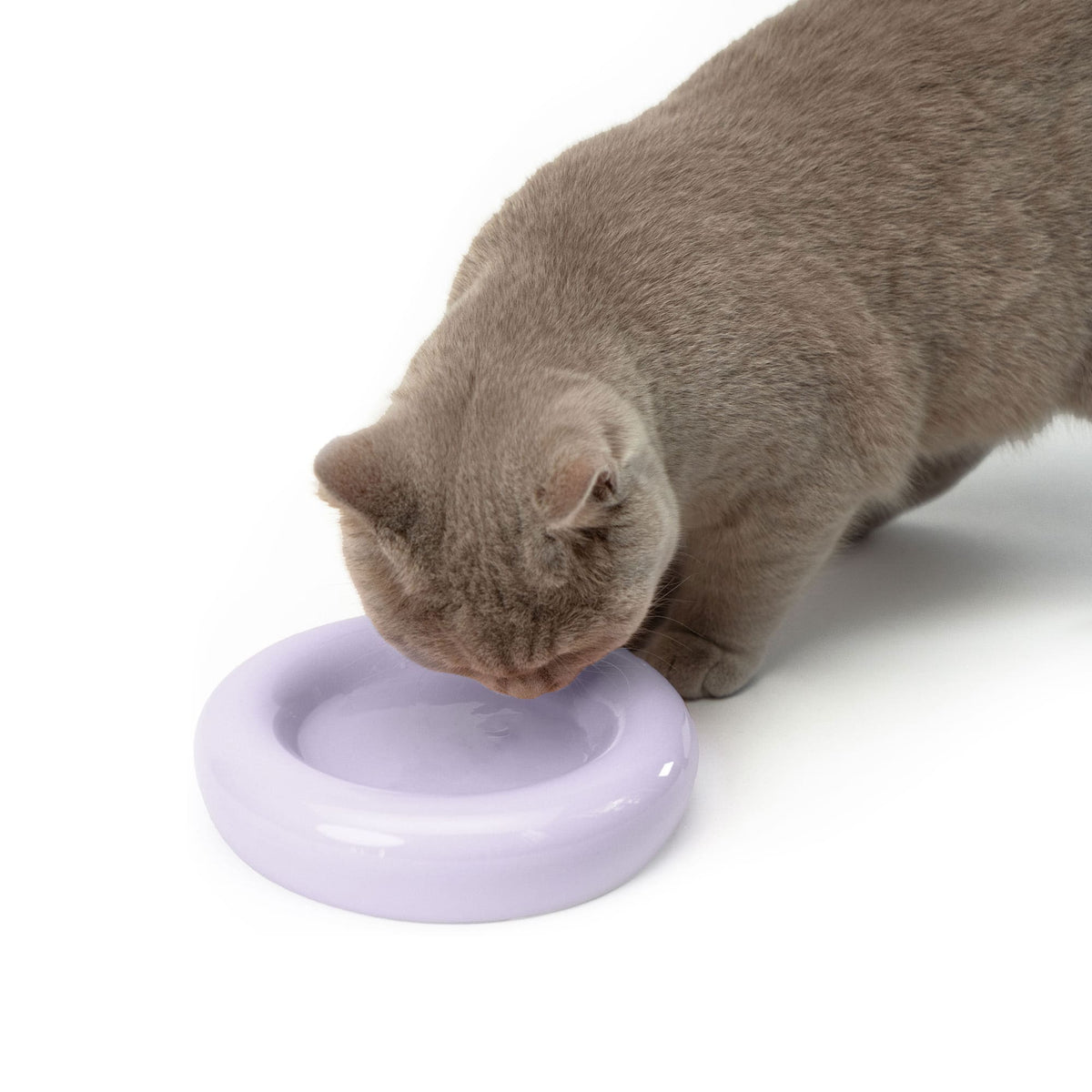 Un chat buvant dans le bol pour chat DROP en lilas mat – design à forme organique.