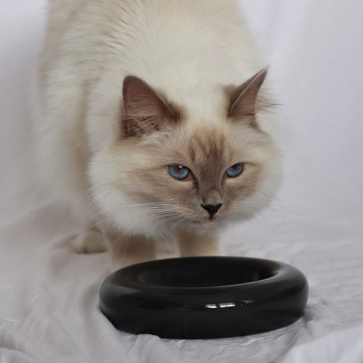 Un chat Ragdoll s'approchant du bol pour chat DROP en noir brillant.