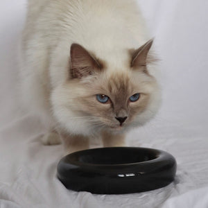 Un chat Ragdoll s'approchant du bol pour chat DROP en noir brillant.