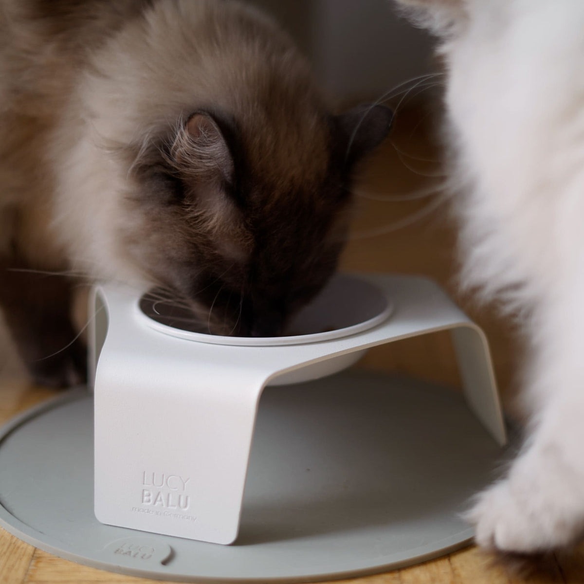 Gatto mangia da ciotola BOWL in melamina in una stazione di alimentazione LucyBalu bianca