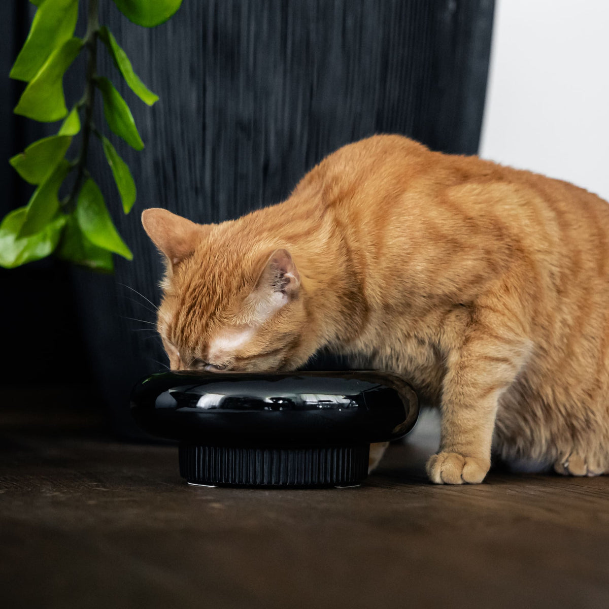 Ciotola per gatti MYCO in nero, gatto rosso che mangia da essa davanti a un vaso scuro