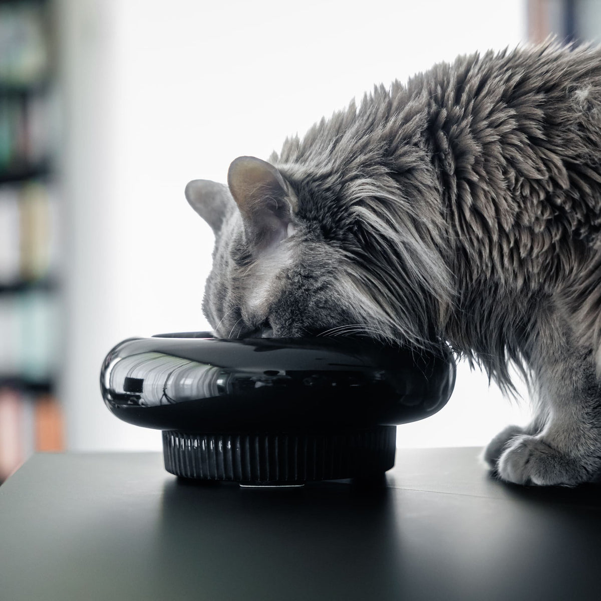 Ciotola per gatti MYCO in nero, gatto a pelo lungo grigio che mangia da essa su un tavolo scuro