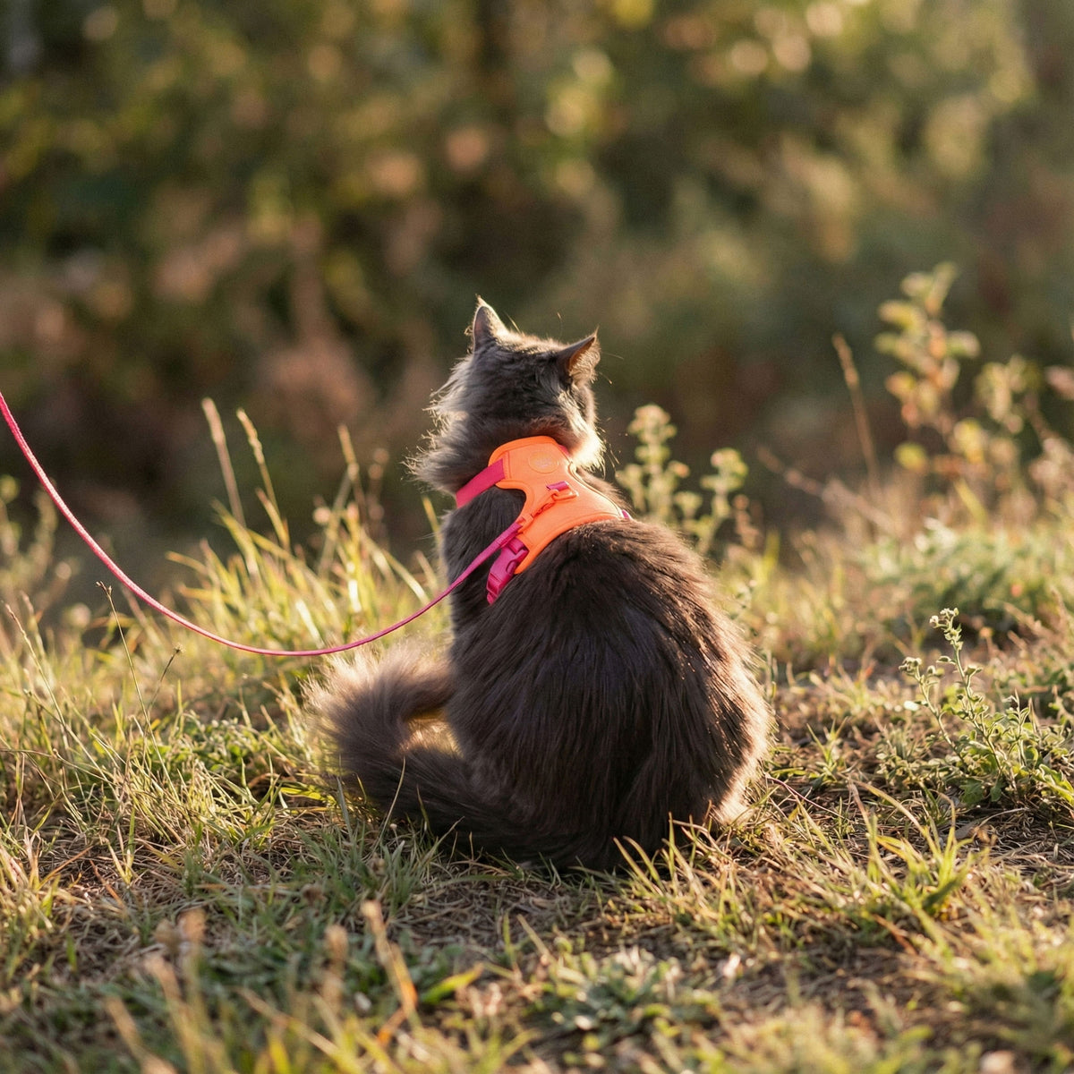 Pettorina per gatti EXPLORER in berry-arancione, gatto seduto nell'erba nella luce dorata della sera