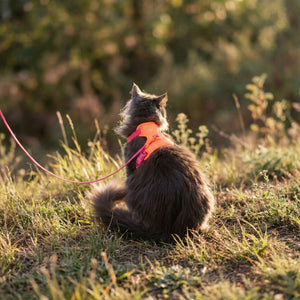Pettorina per gatti EXPLORER in berry-arancione, gatto seduto nell'erba nella luce dorata della sera