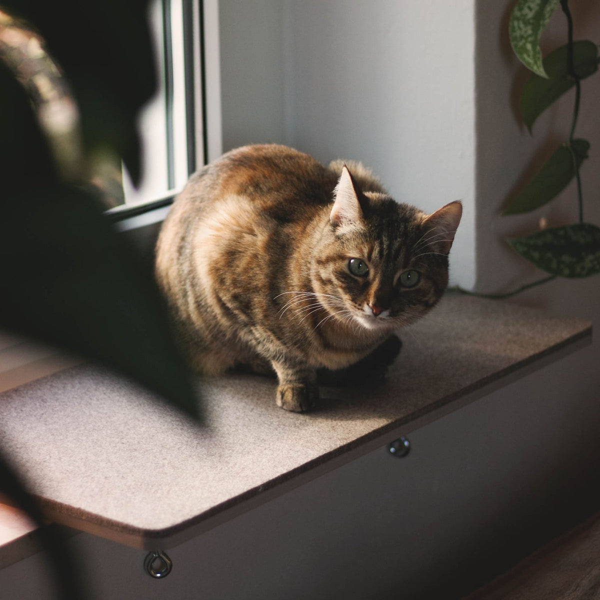 Getigerte Katze sitzt auf der VIEW Fensterbankliege – gemütlicher Schlafplatz mit Pflanzenblick.