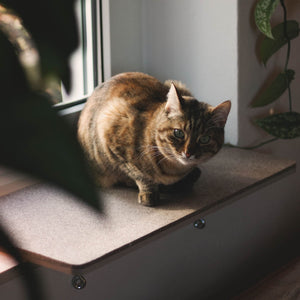 Getigerte Katze sitzt auf der VIEW Fensterbankliege – gemütlicher Schlafplatz mit Pflanzenblick.