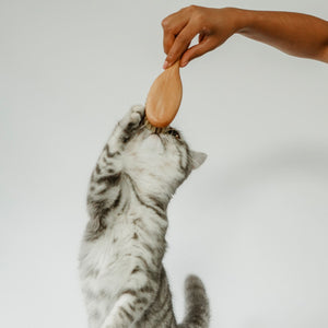 Un chaton se tendant vers la brosse FIGARO couleur naturelle dans la main d'une personne