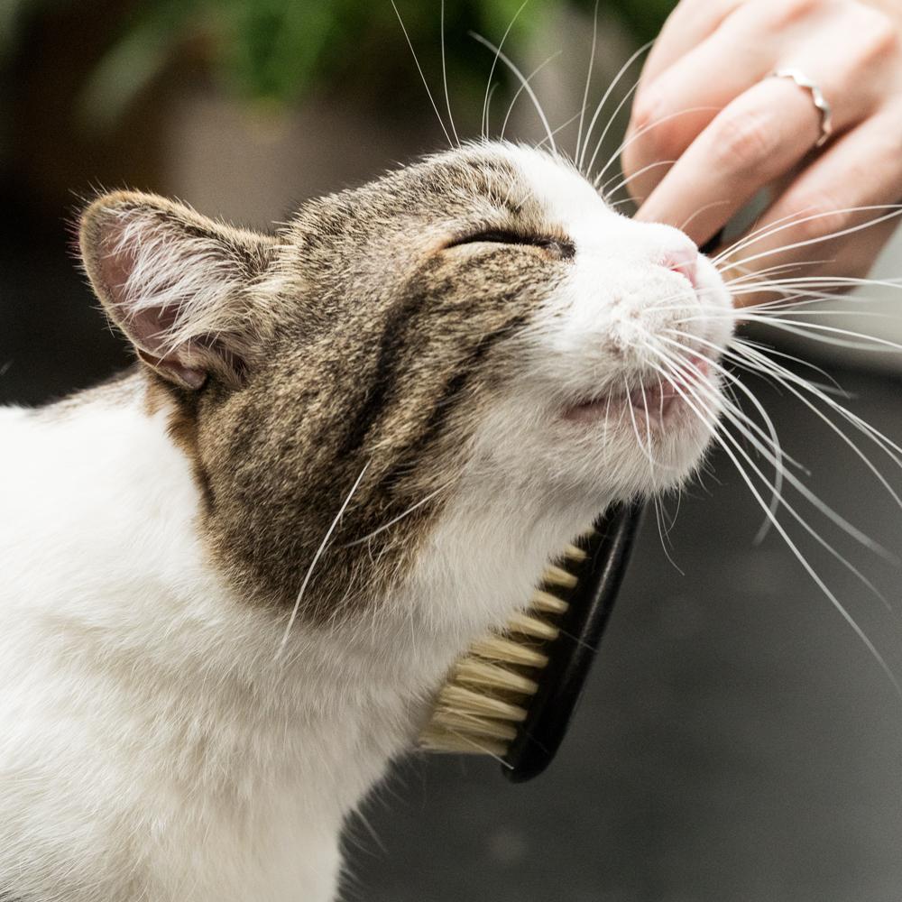 Cat Wellness Set