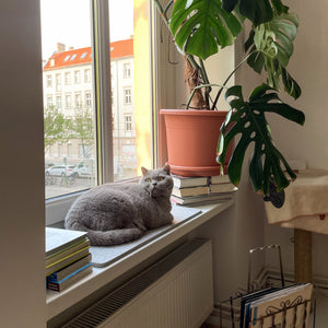 Graue Katze liegt entspannt auf grauer FELTY Filzauflage auf der Fensterbank mit Blick nach draußen