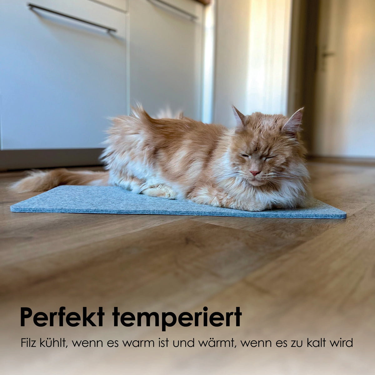 Katze liegt entspannt auf blaugrauer FELTY Filzauflage auf dem Boden – perfekt temperiert