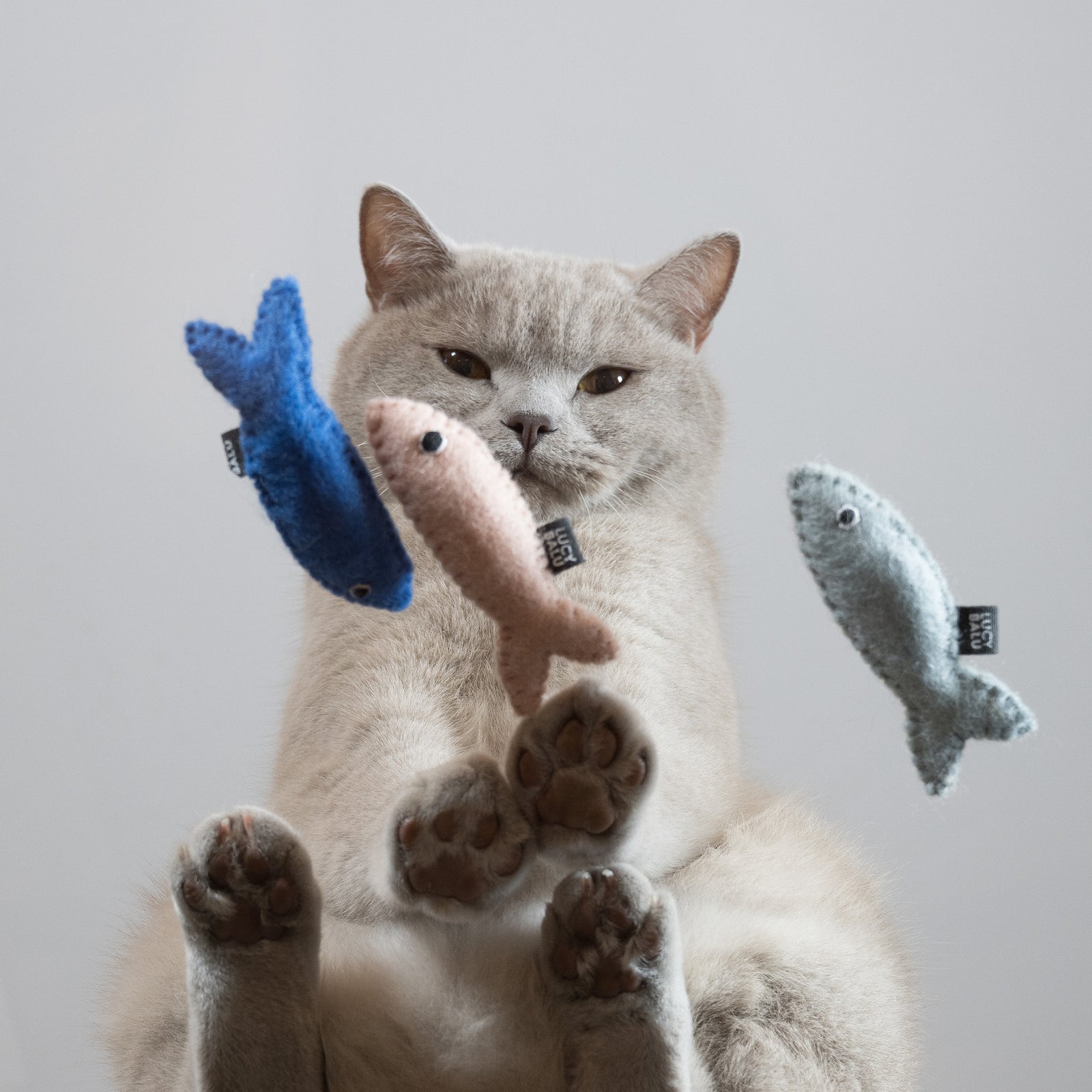 Katze fängt SARDINES Filzfische in Blau, Rosa und Grau