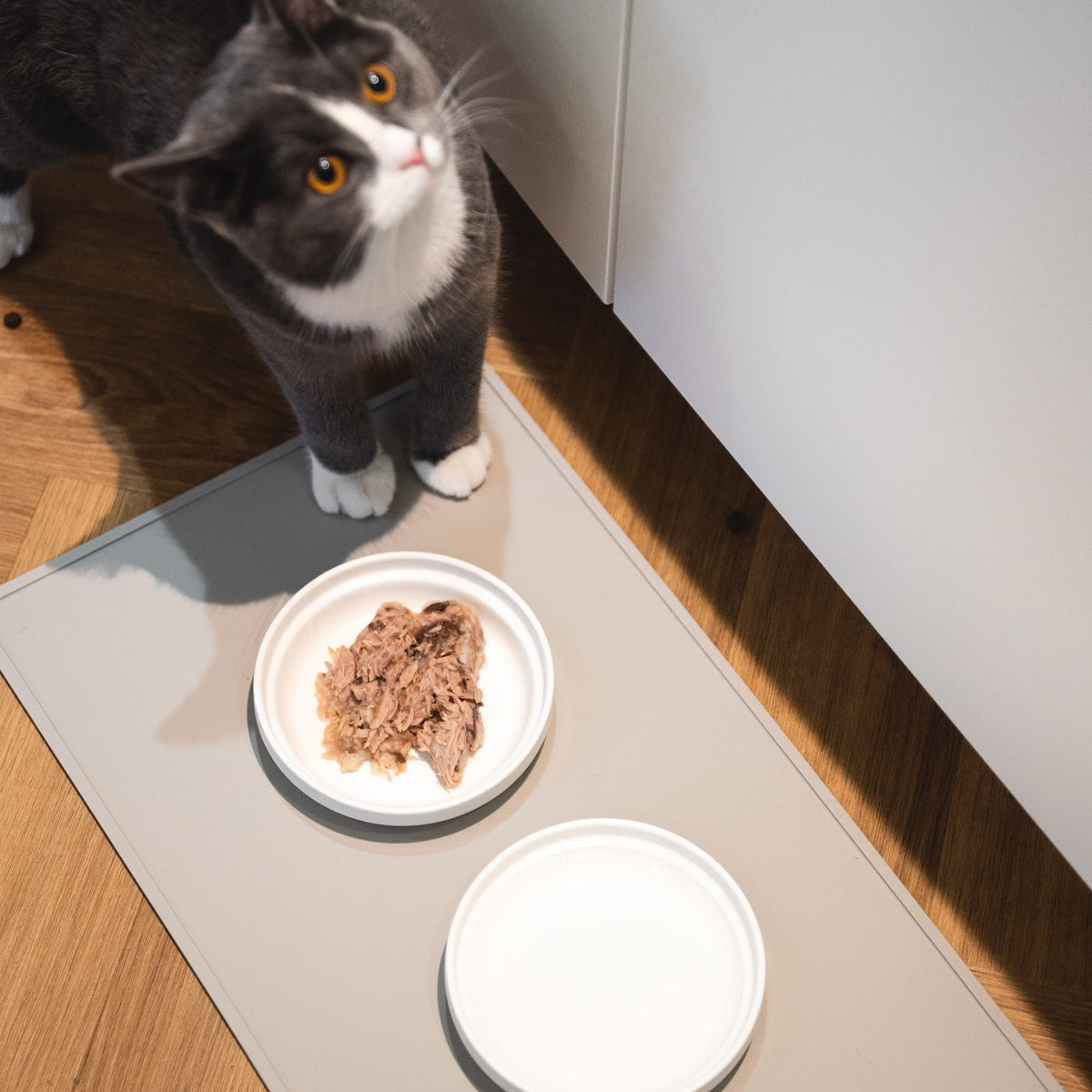 Un chat avec deux bols en porcelaine BOWL en blanc sur un tapis en silicone – thon et lait.