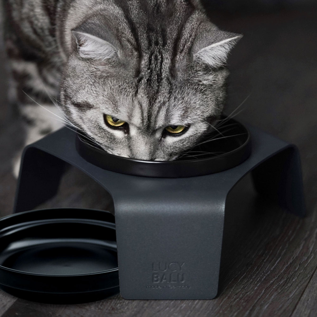 Gatto che mangia dalla vaschetta in porcellana DELI nera nella base color antracite, seconda vaschetta accanto
