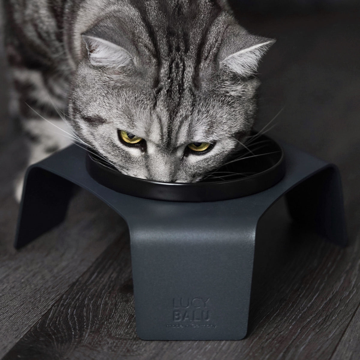 Un chat mangeant dans le bol en porcelaine BOWL en noir dans la station de repas surélevée.