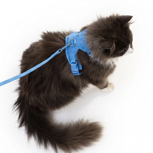 Pettorina per gatti EXPLORER in blu con guinzaglio, vista dall'alto del gatto a pelo lungo