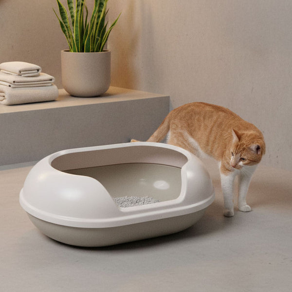 Rote Katze schaut neugierig in die große ARENA Katzentoilette aus recyceltem Kunststoff