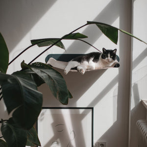 Gatto bianco e nero che riposa sull'amaca SWING in antracite/sabbia sopra un poster d'arte, circondato da piante verdi.