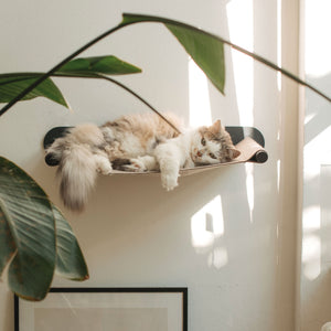 Amaca per gatti SWING: un gatto a pelo lungo riposa nell'amaca da parete beige, circondato da luce solare e piante da interno.