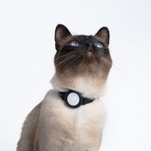 Gatto che guarda verso l'alto, indossa il collare per gatti DORI nero con AirTag inserito