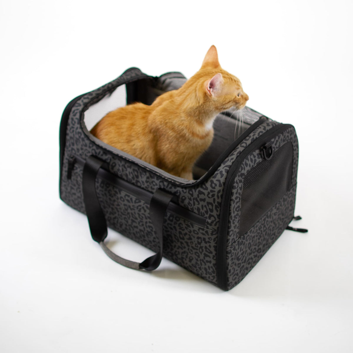 Sac de transport CHECK-IN imprimé léopard, un chat roux assis dedans, photo en studio