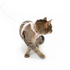 Getigerte Katze von hinten mit rosa EXPLORER Katzengeschirr Hello Kitty Edition und Leine