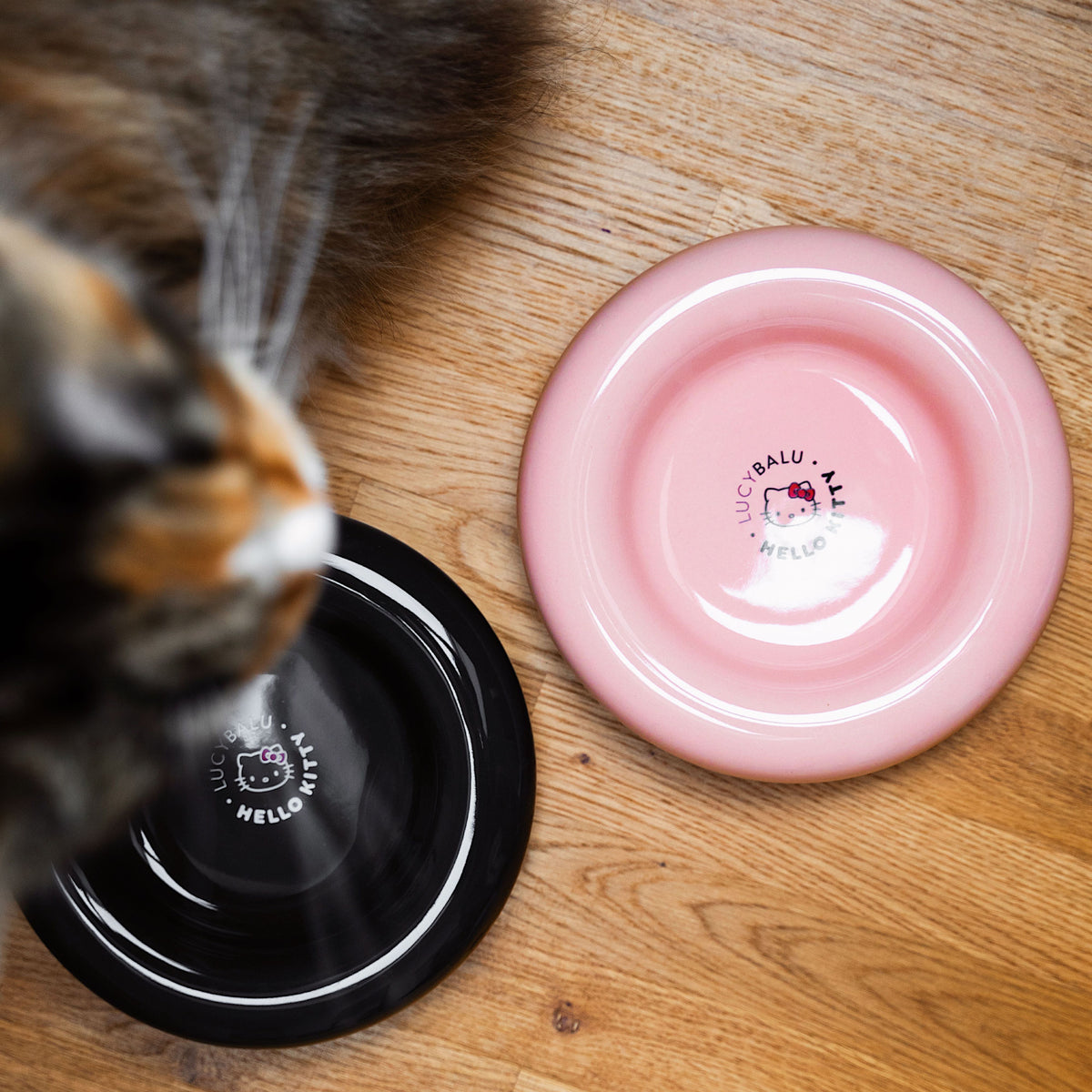 Katze schnuppert an schwarzem und rosé DROP Katzennapf - Hello Kitty Edition