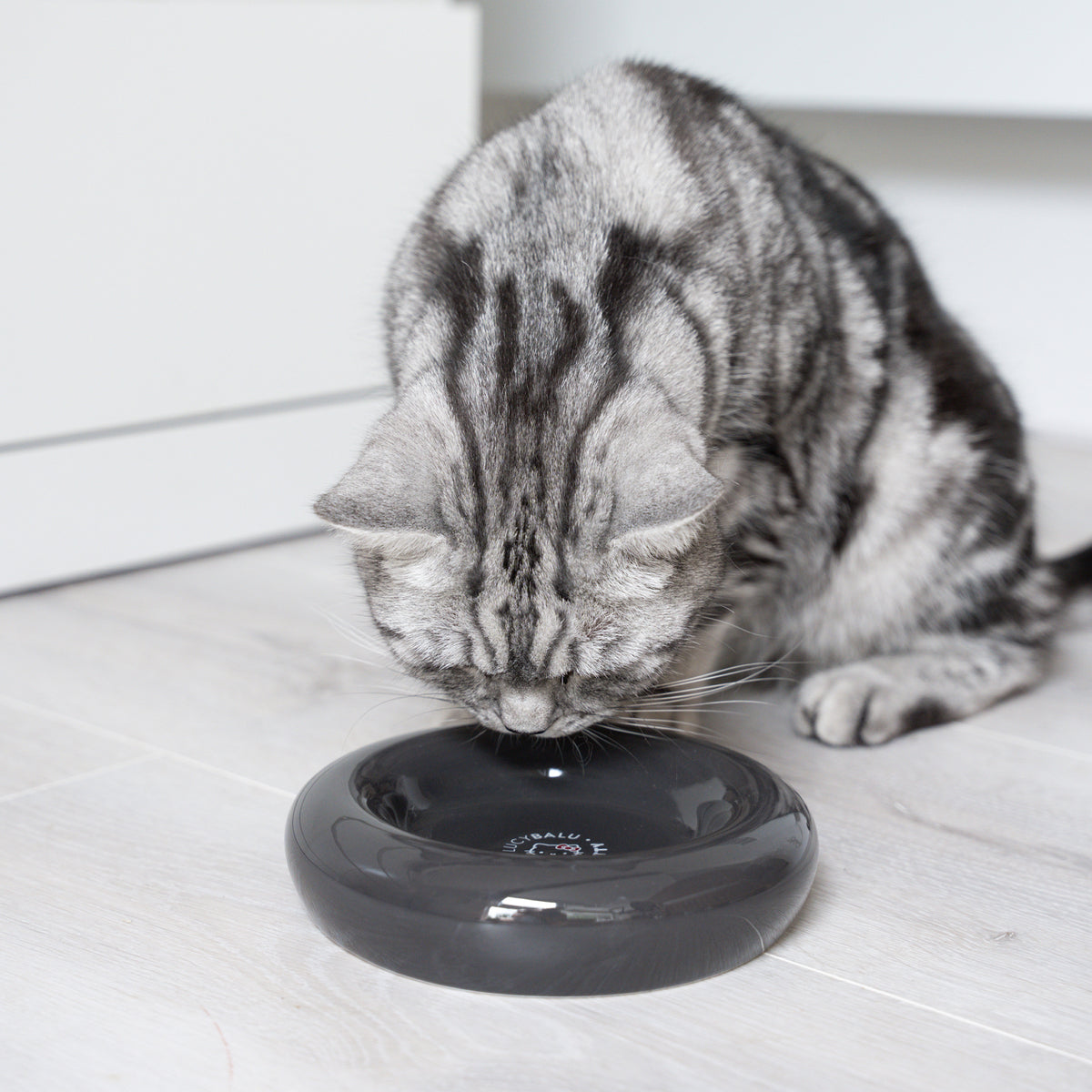 Katze frisst aus schwarzem DROP Katzennapf - Hello Kitty Edition