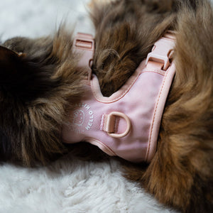 Nahaufnahme der Schnallen am rosa EXPLORER Katzensicherheitsgeschirr Hello Kitty Edition im Fell der Katze
