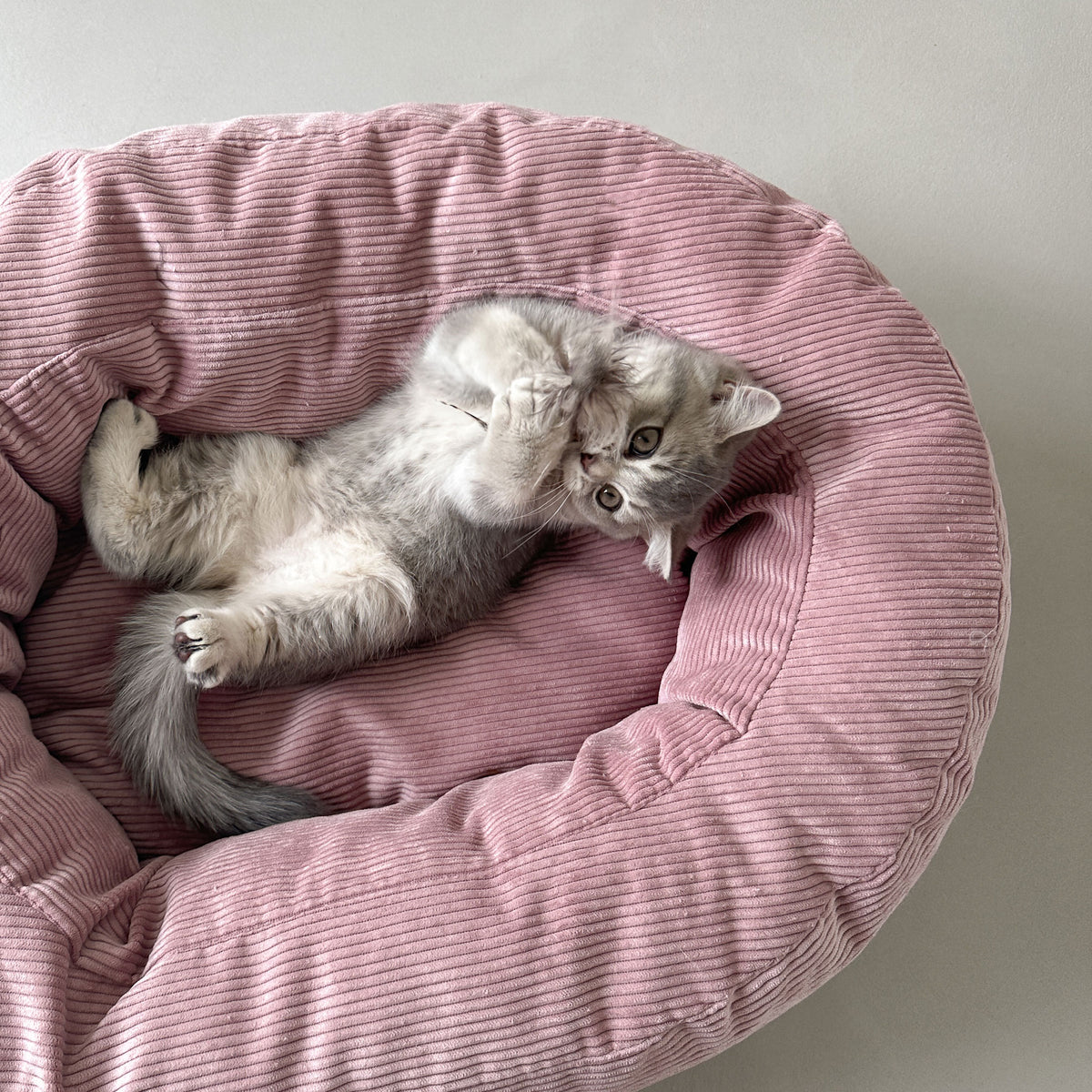 Kätzchen räkelt sich verspielt im rosa DINGHY Katzenbett Hello Kitty Edition aus Cord