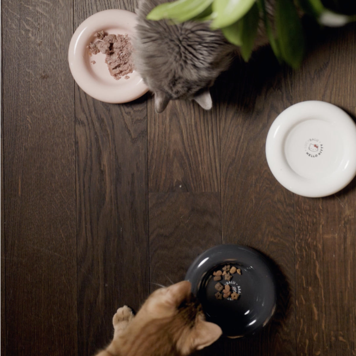 Katzen fressen aus schwarzem und weißem DROP Katzennapf - Hello Kitty Edition sowie einem rosé Napf