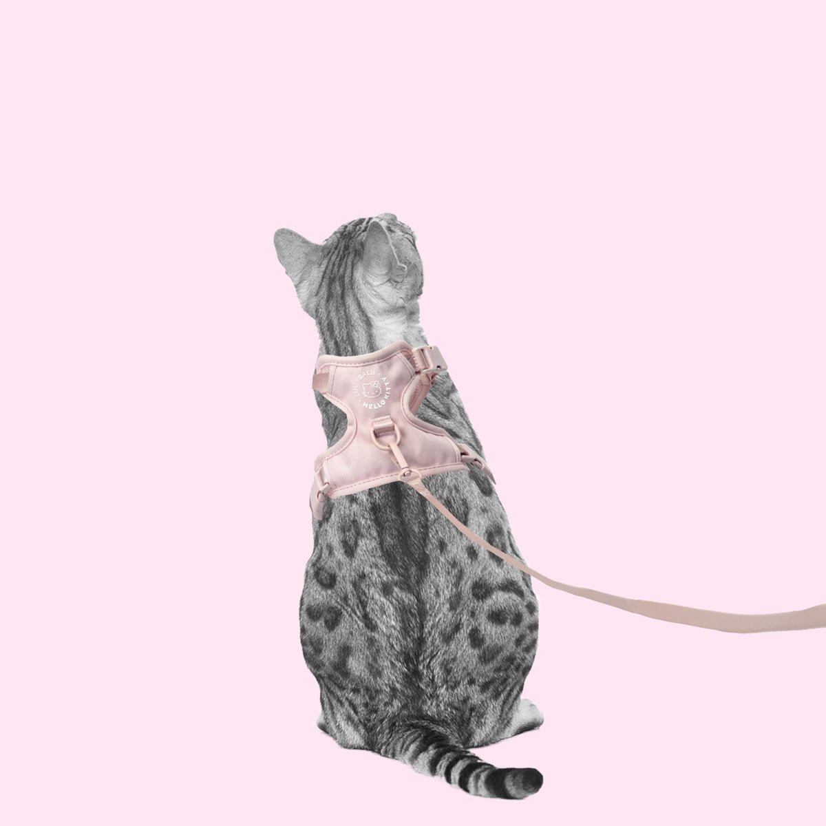 Katze mit rosa EXPLORER Katzengeschirr Hello Kitty Edition und Leine vor rosa Hintergrund