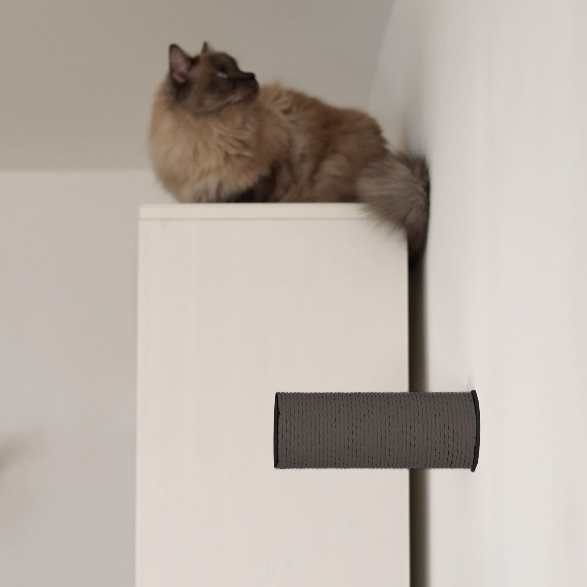 JUMPER LITE Kratzstamm in Anthrazit an der Wand, Siamkatze sitzt auf dem Schrank daneben
