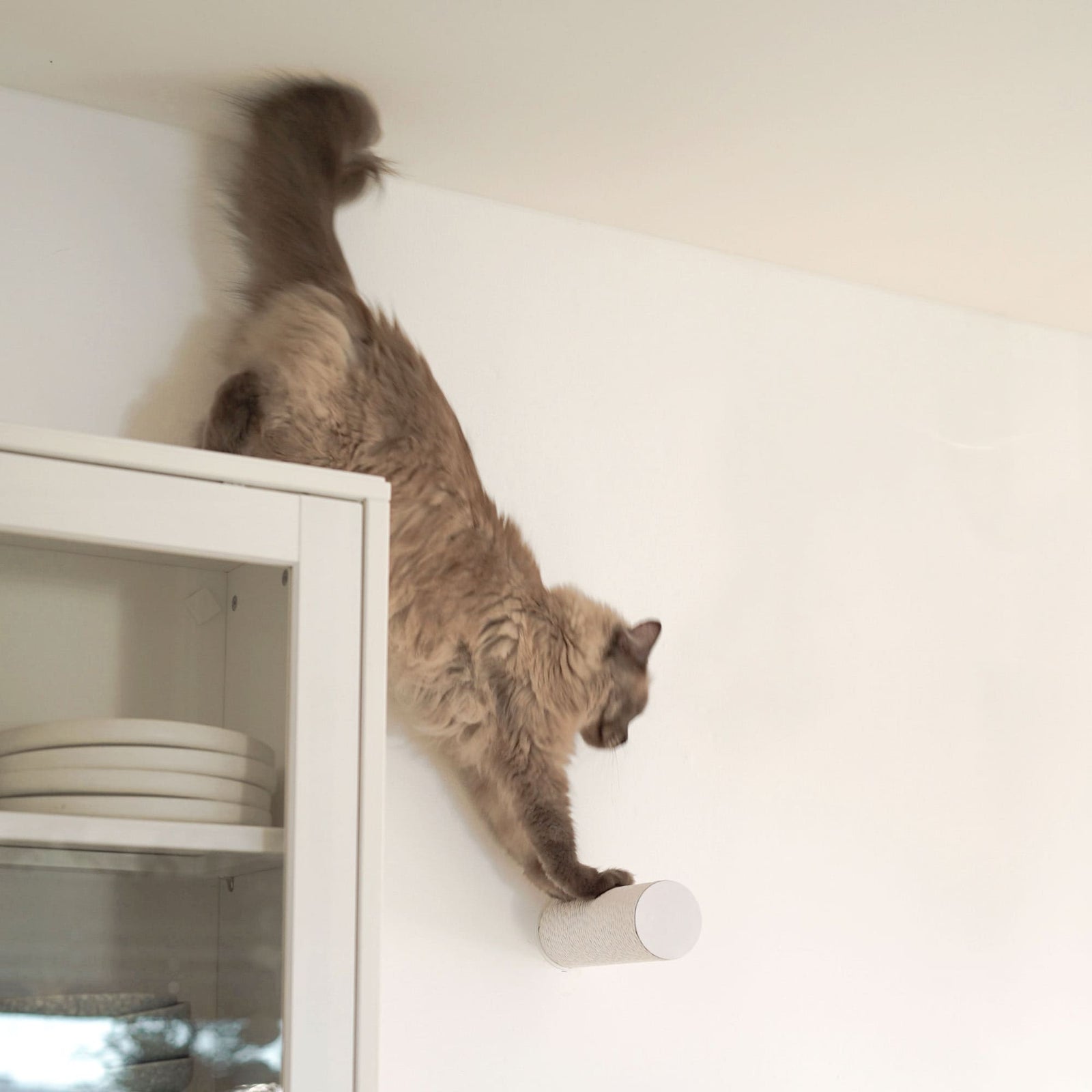 JUMPER LITE Kratzstamm in Weiß an der Wand, Katze springt herunter vom Schrank auf den Kratzstamm