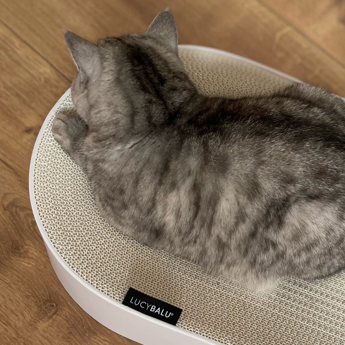 Lit à griffer SCRATCHBED en blanc, un chat tigré dormant roulé en boule sur le carton à griffer