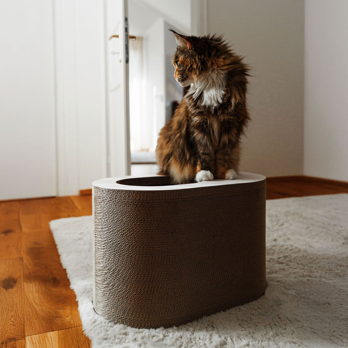 PAPERCAVE Katzenhöhle, Maine-Coon-Katze sitzt oben auf der Höhle
