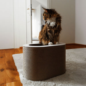 PAPERCAVE Katzenhöhle, Maine-Coon-Katze sitzt oben auf der Höhle