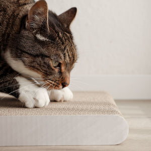 Primo piano di un gatto sdraiato sulla tavola da grattare SCRATCHPAPER