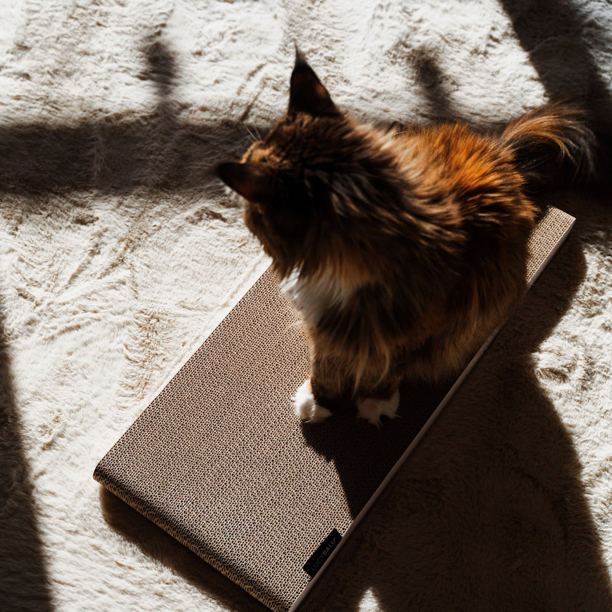 Gatto sdraiato sulla tavola da grattare SCRATCHPAPER al sole