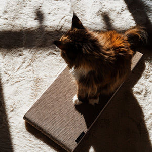 Gatto sdraiato sulla tavola da grattare SCRATCHPAPER al sole