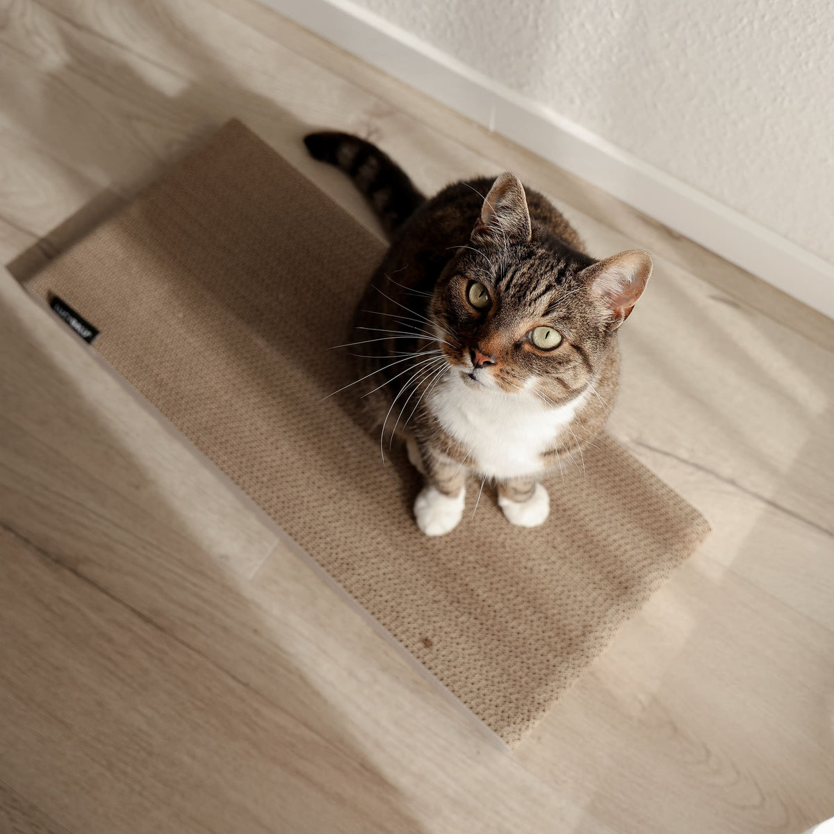 Gatto seduto sulla tavola da grattare SCRATCHPAPER guarda in alto