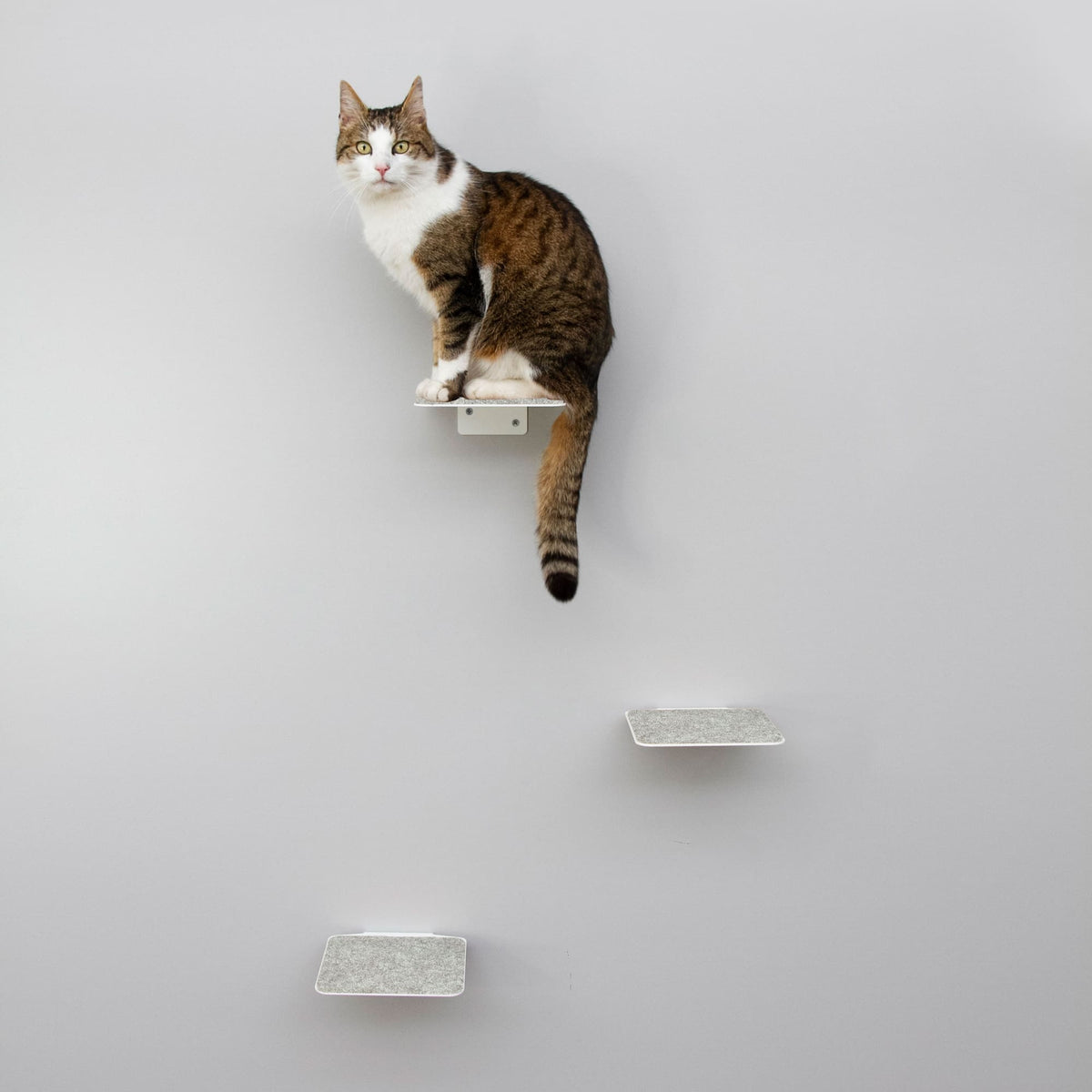 Katze sitzt auf einer STEPS Stufe der weißen Katzenwand, weitere Stufen darunter