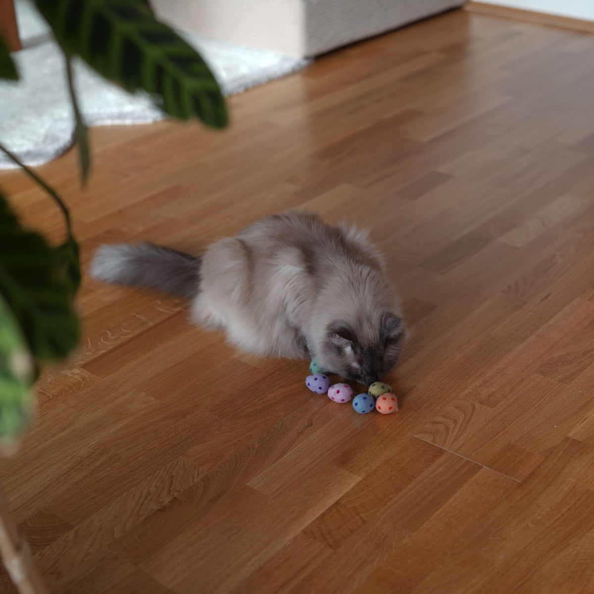 Katze spielt mit RAINBOW EGGS Katzenbällen auf Holzboden neben Pflanze