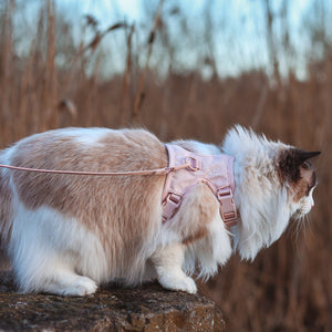 Katze mit rosa EXPLORER Katzengeschirr Hello Kitty Edition sitzt auf Stein im Freien