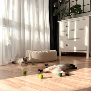 Des chats jouant avec les balles en feutre MATCHA MIX dans le salon