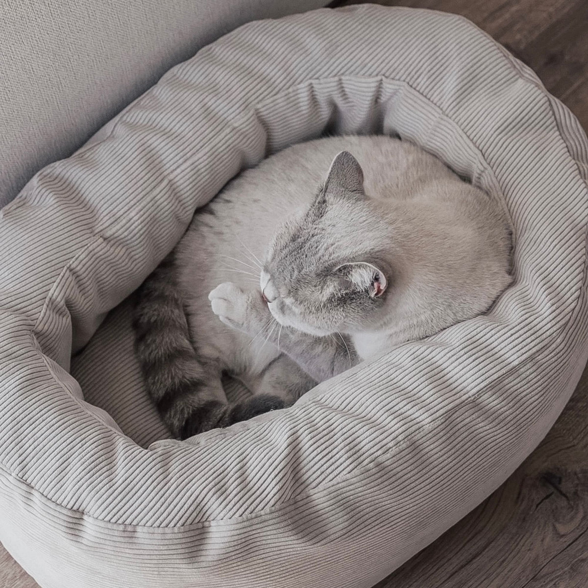 Cuccia per gatti DINGHY in bianco crema, gatto che si pulisce rannicchiato dentro