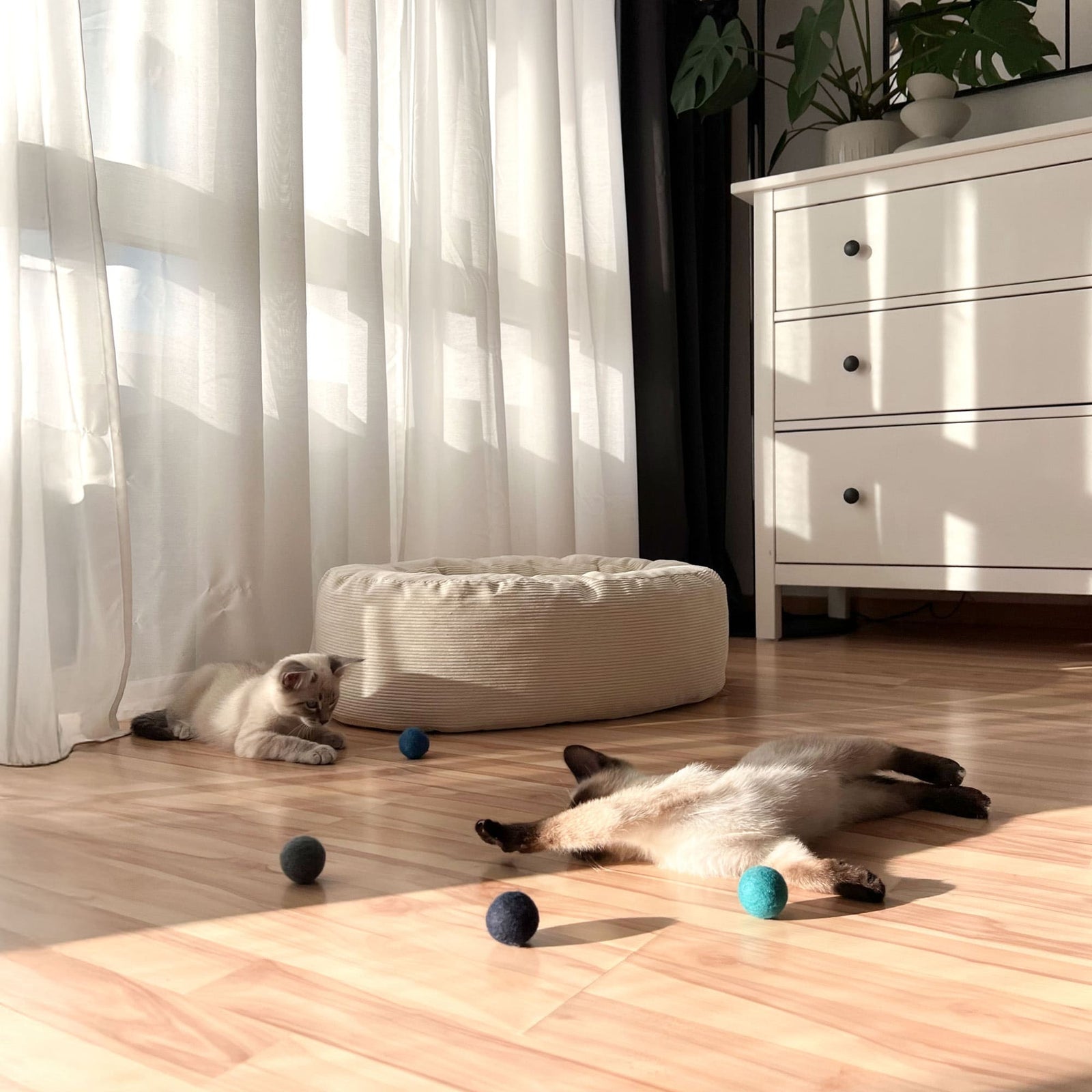 Katzen spielen mit OCEAN VIBES Filzbällen im Sonnenlicht
