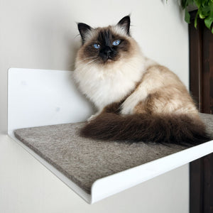 Gatto Ragdoll seduto sulla mensola a parete STRAIGHT in bianco – elemento della parete da arrampicata con pianta.