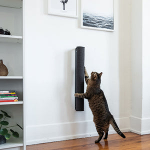 Un gatto gratta