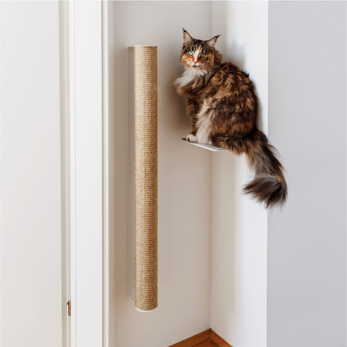 Gatto accanto al tiragraffi